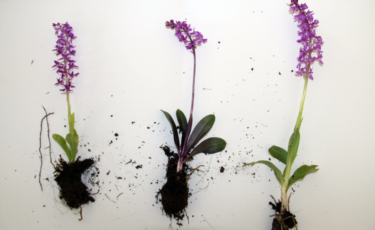 Salebin Tarihi ve Kültürel Yeri: Neden Bu Kadar Seviliyor?