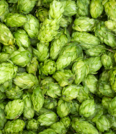 Şerbetçi Otu Faydaları: Kullanım, Etkiler, Riskler