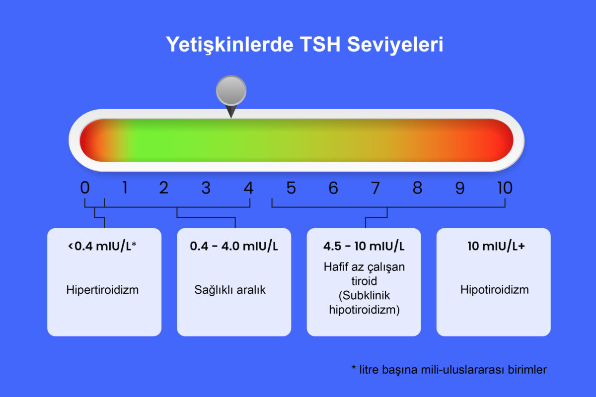 Yetişkinlerde TSH Seviyeleri