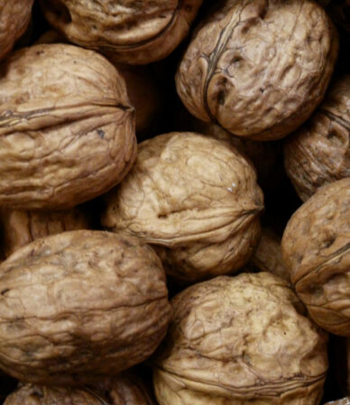 Cevizin Faydaları: Bilimsel ve Net Rehber