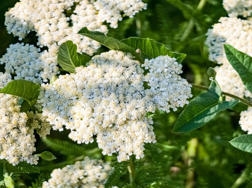 Civan Perçemi Faydaları ve Güvenli Kullanımı