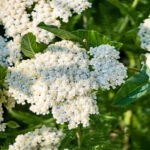 Civan Perçemi Faydaları ve Güvenli Kullanımı