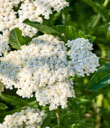 Civan Perçemi Faydaları ve Güvenli Kullanımı