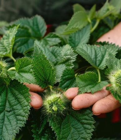 Isırgan Otu Faydaları ve Kullanım Rehberi